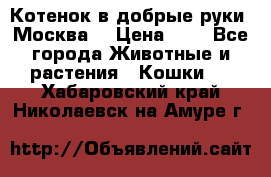 Котенок в добрые руки. Москва. › Цена ­ 5 - Все города Животные и растения » Кошки   . Хабаровский край,Николаевск-на-Амуре г.